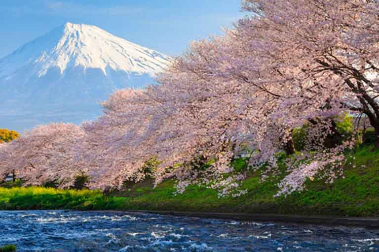 épinale cerisiers fleurs jpn