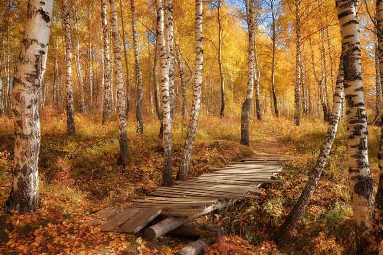 épinale forêt russe