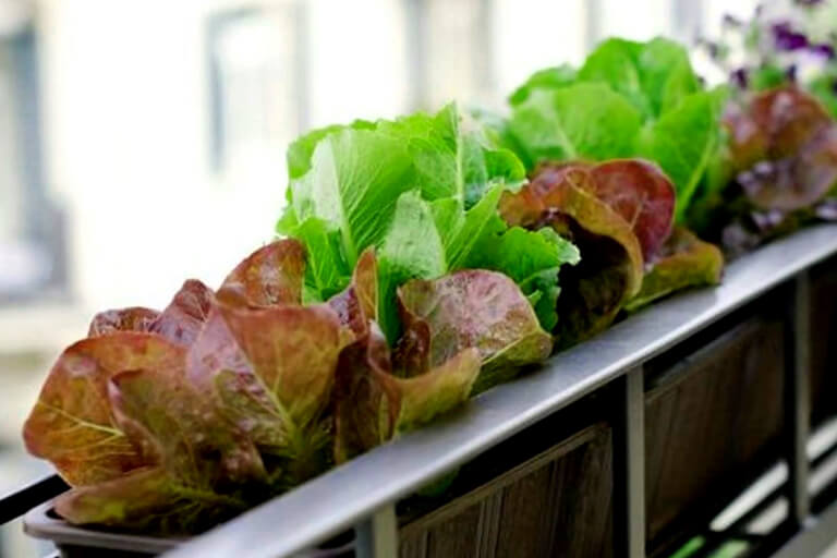 culture de légumes en pots